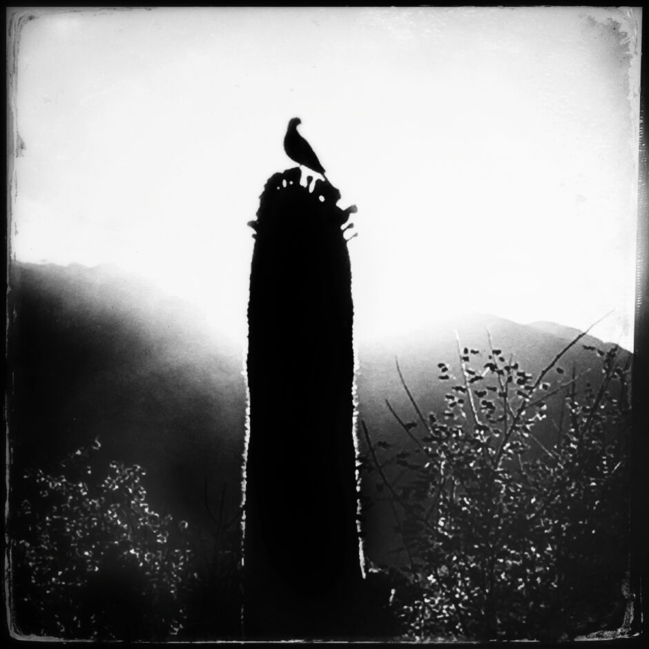 saguaro cactus, bird