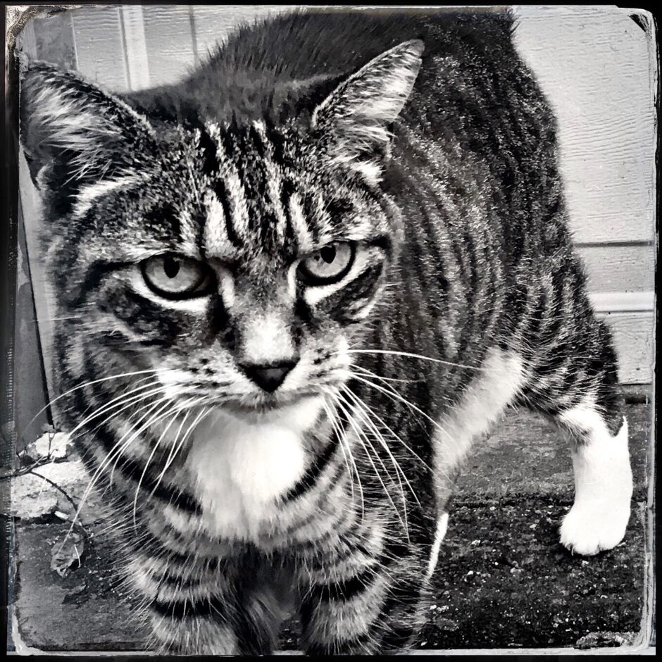 cat