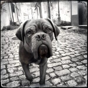 dog