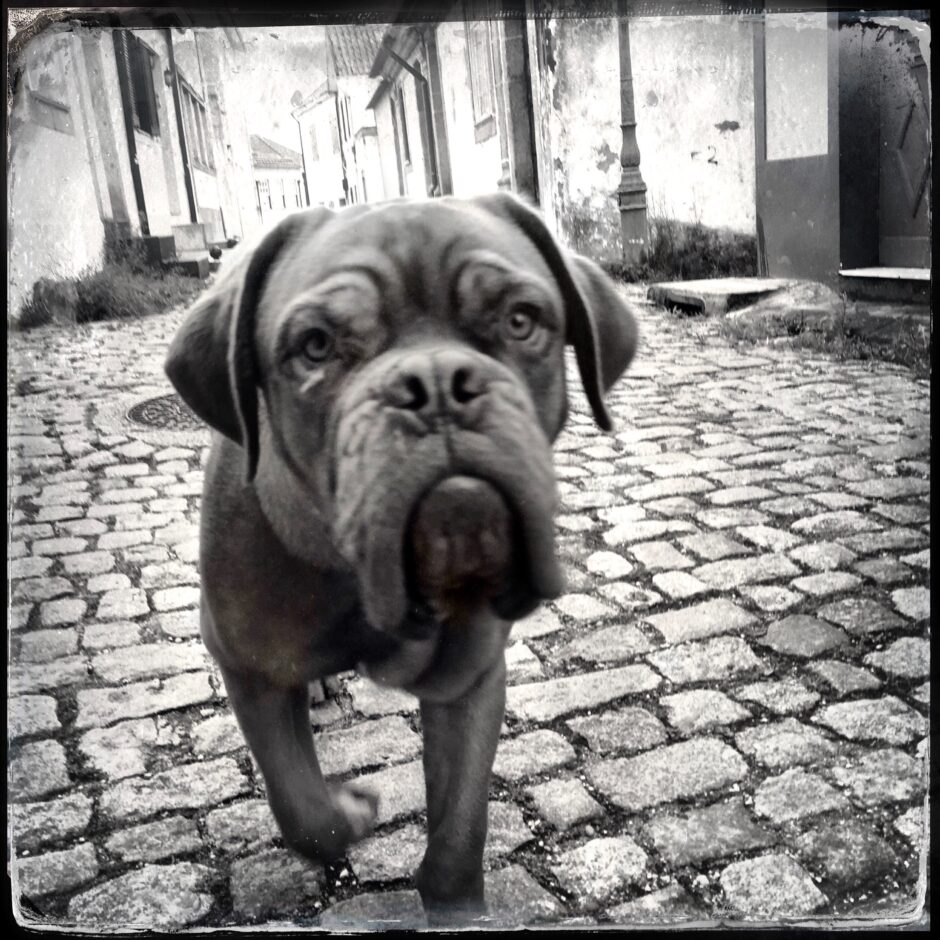 dog