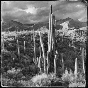 desert, cactus