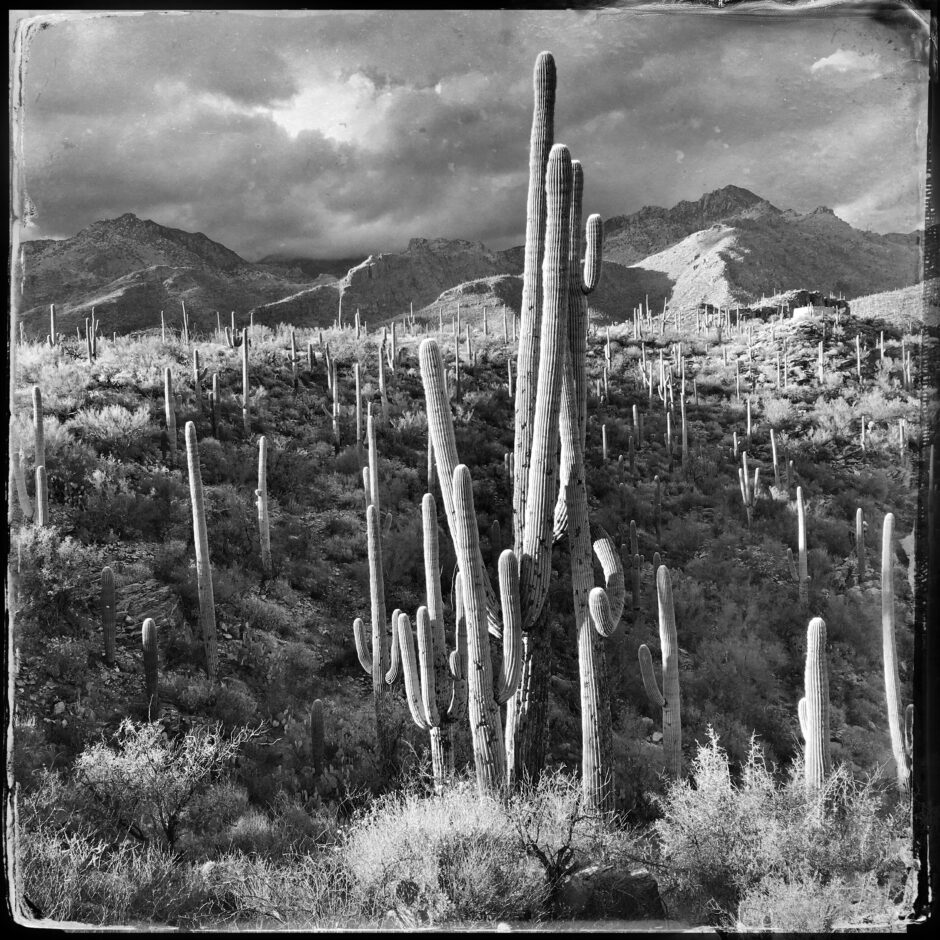 desert, cactus