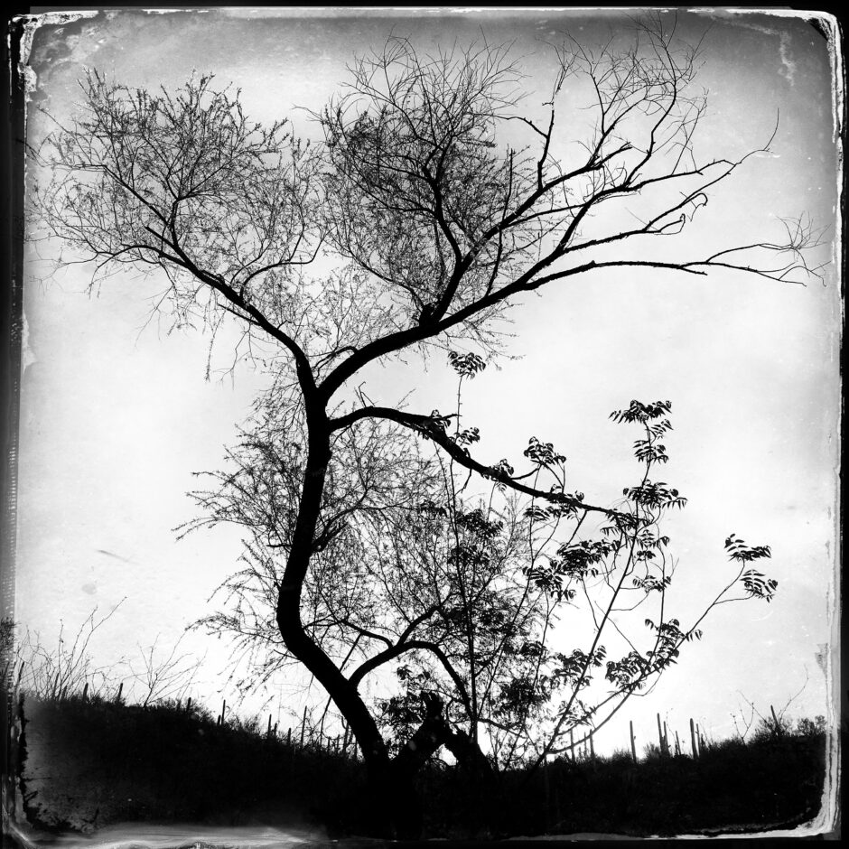tree