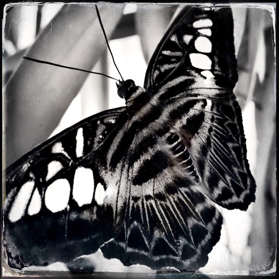 butterfly