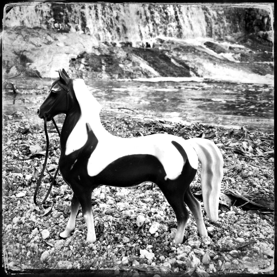 water, horse