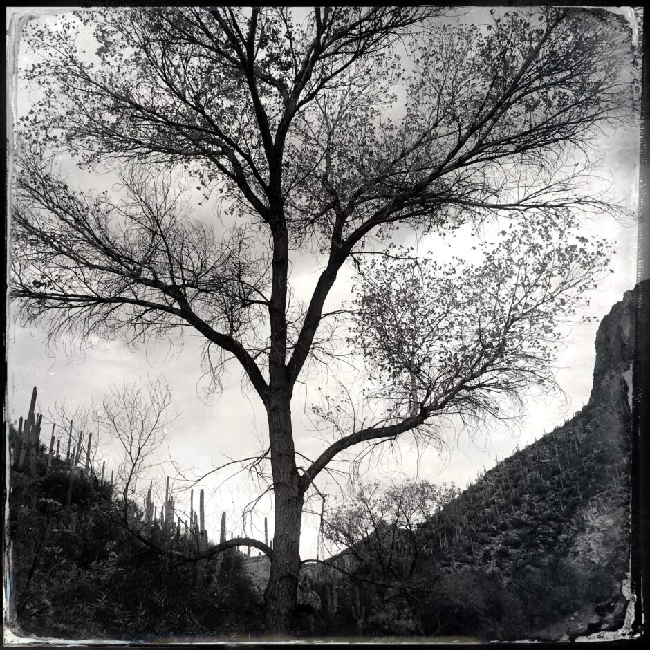 tree