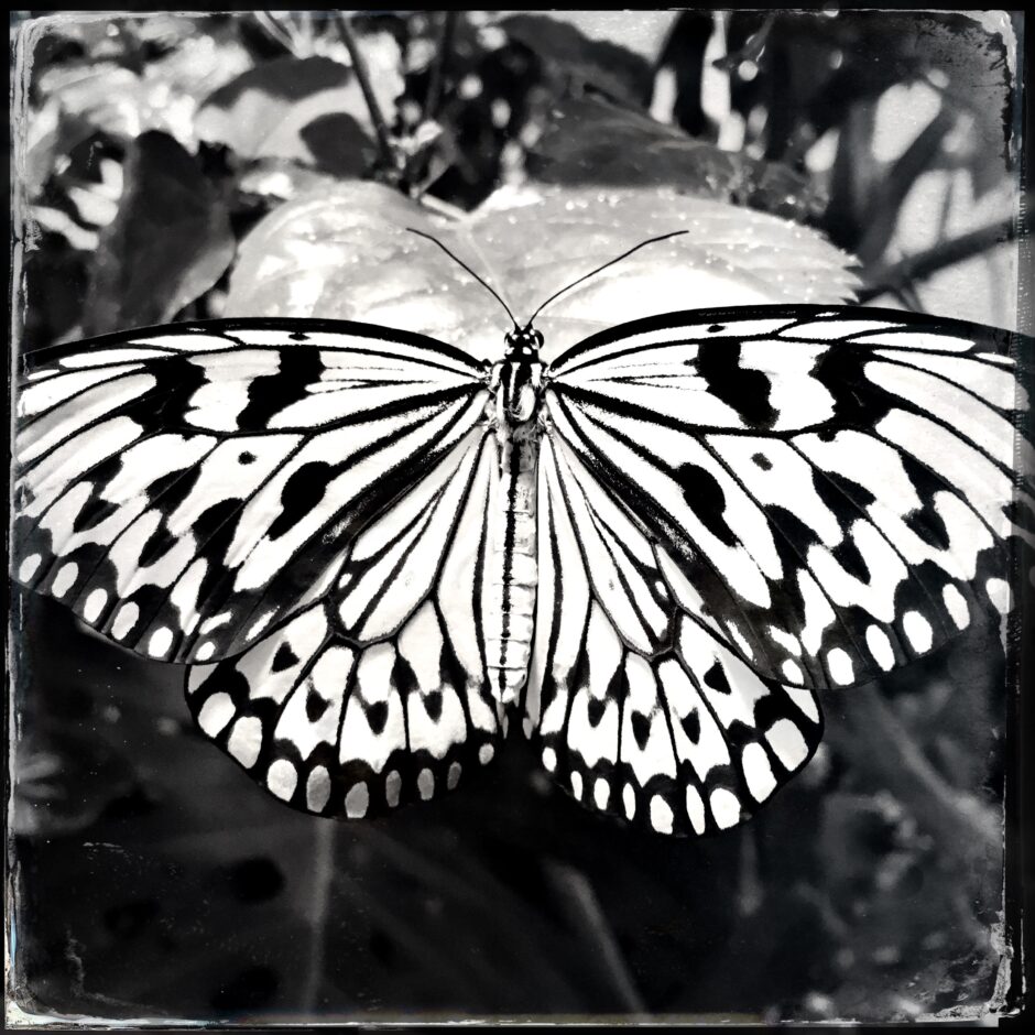 butterfly