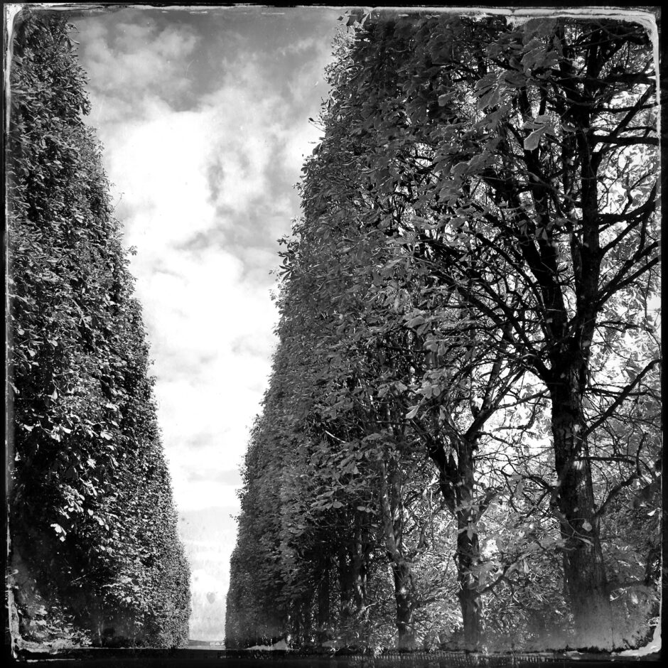 trees, skyline