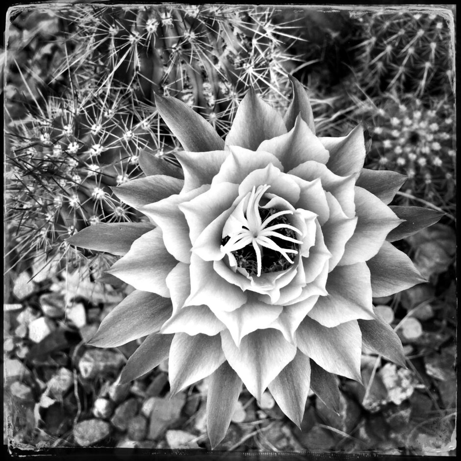 cactus bloom