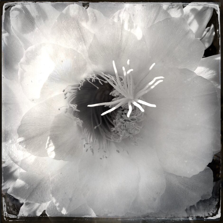 cactus bloom