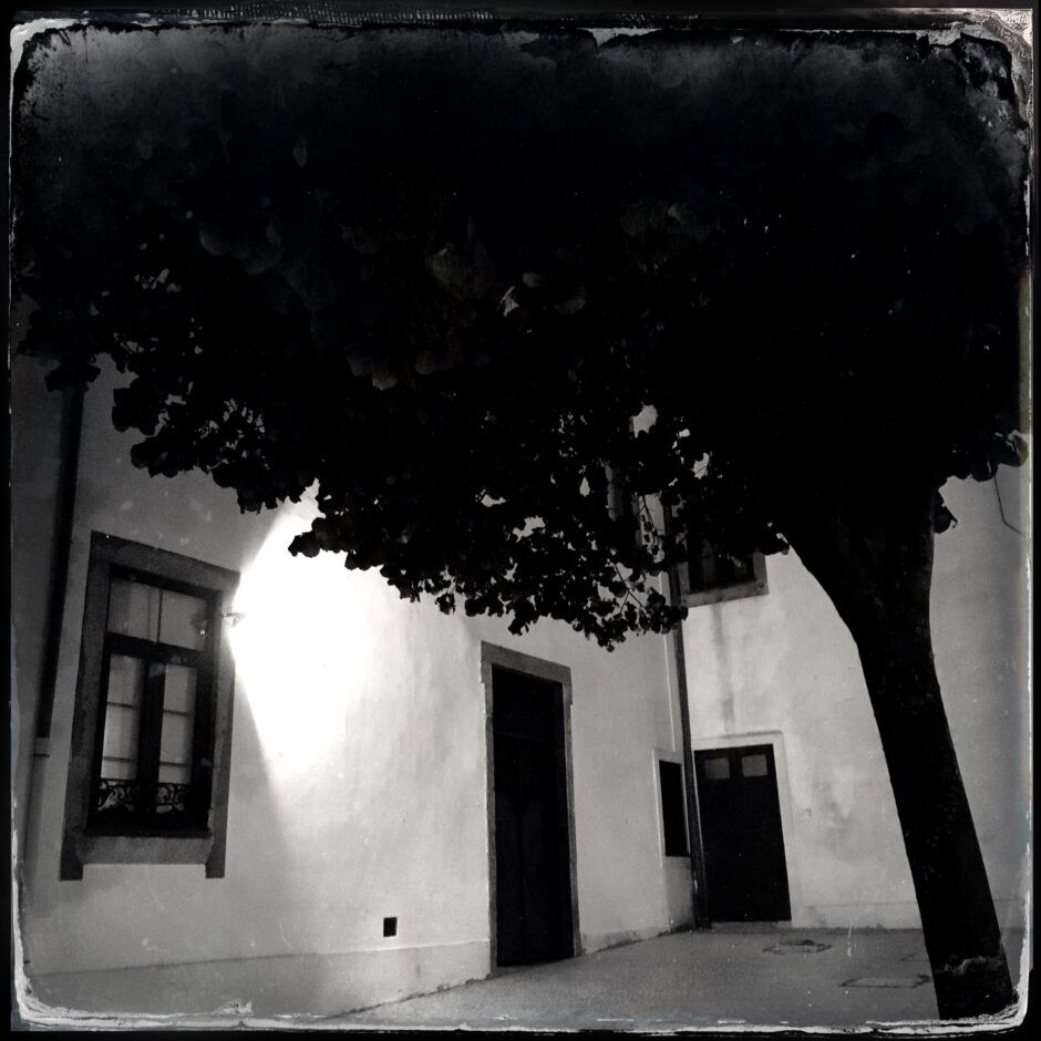 tree, building