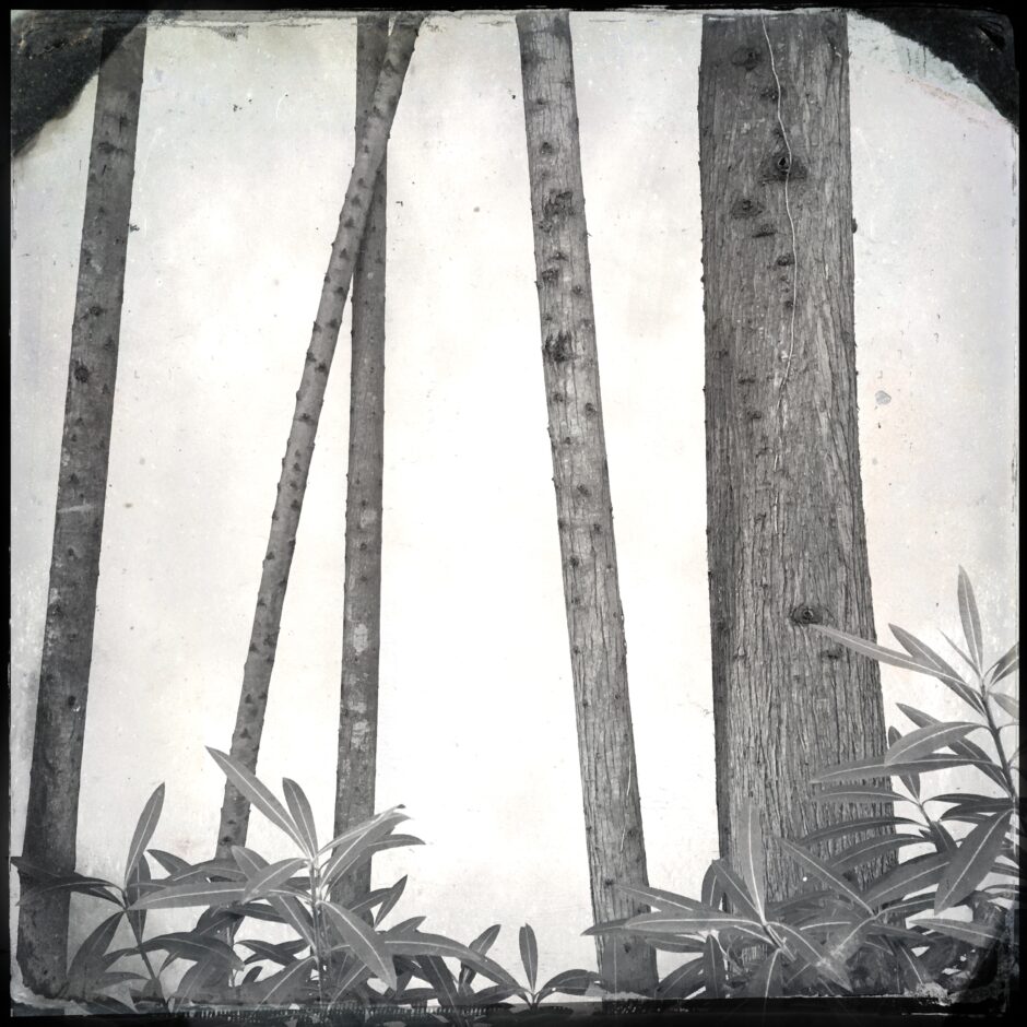trees
